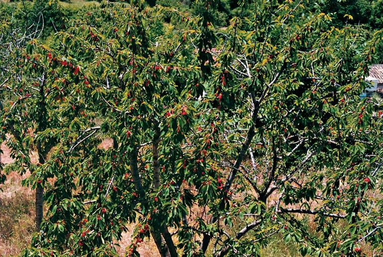Εφάπαξ επιδότηση έως 9.000 ευρώ για την πρώτη φύτευση δενδρώνων Εφάπαξ επιδότηση έως 9.000 ευρώ για την πρώτη φύτευση δενδρώνων