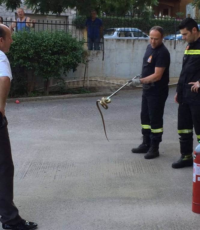 Αναστάτωση στη Λαμία: Πήγαν να πάρουν το αυτοκίνητο και βρήκαν ένα φίδι στο καπό! (pics) Αναστάτωση στη Λαμία: Πήγαν να πάρουν το αυτοκίνητο και βρήκαν ένα φίδι στο καπό! (pics)