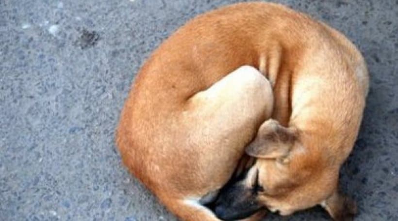 Πρόστιμα για θανάτωση ζώων στην Φθιώτιδα Πρόστιμα για θανάτωση ζώων στην Φθιώτιδα