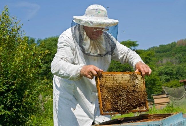 Διημερίδα Μελιού – Μέλι: Σύγχρονη μελισσοκομία, Ποιοτικός έλεγχος και  Νοθεία