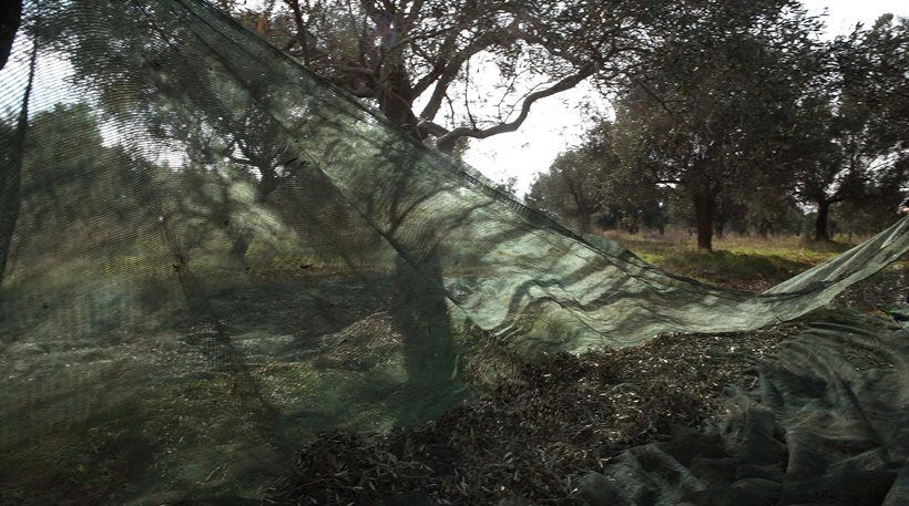 Στα δίχτυα του ΕΦΚΑ και οι δέκα ρίζες ελιές! Στα δίχτυα του ΕΦΚΑ και οι δέκα ρίζες ελιές!