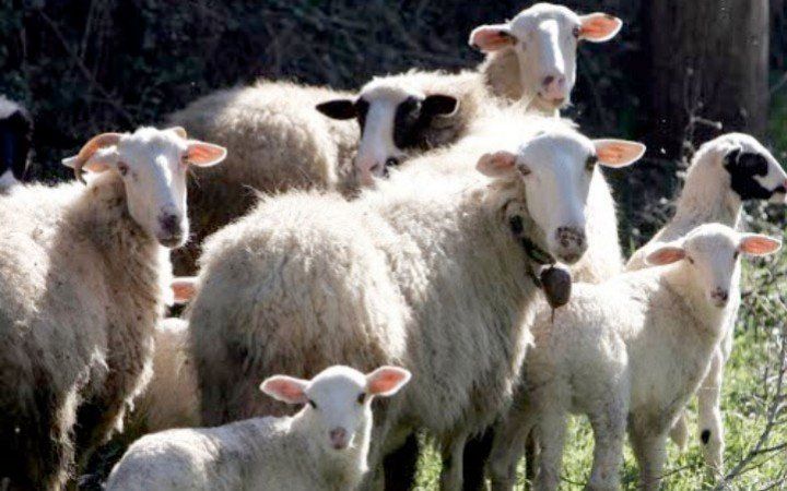 Αντιμέτωπος με πρόστιμο 30.000 ευρώ γιατί έσφαξε ένα αρνί Αντιμέτωπος με πρόστιμο 30.000 ευρώ γιατί έσφαξε ένα αρνί