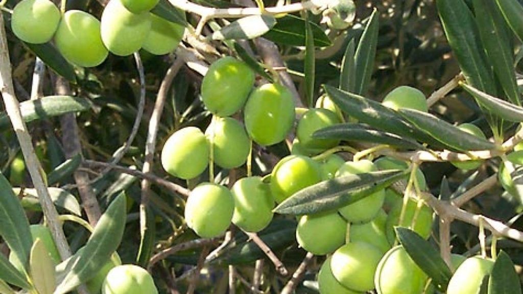 Αλυσίδες εφοδιασμού με ανοσία στις πιέσεις εμπόρων στήνουν οι ελαιοπαραγωγοί