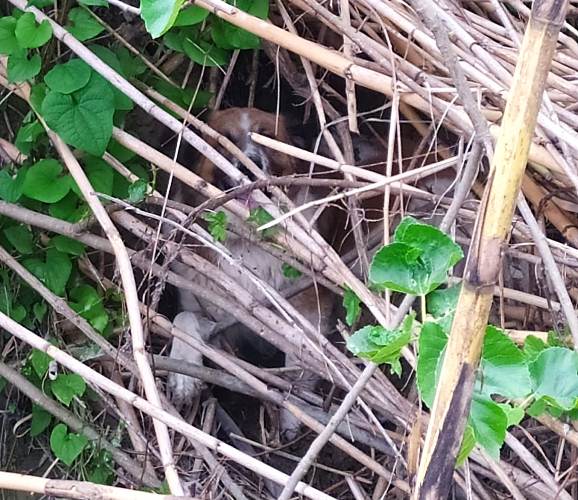 Αχαϊα: Έσωσαν σκύλο από βέβαιο πνιγμό – Μεγάλη επιχείρηση για τον απεγκλωβισμό του Αχαϊα: Έσωσαν σκύλο από βέβαιο πνιγμό – Μεγάλη επιχείρηση για τον απεγκλωβισμό του