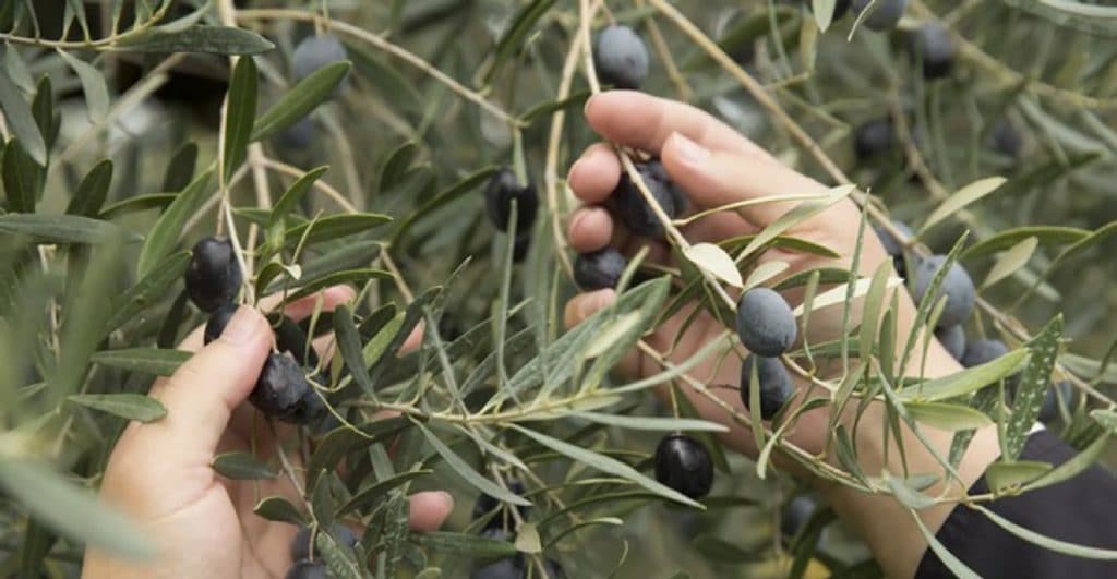 Συγκρότηση επιτροπής για  την ακαρπία της ελιάς στη Φθιώτιδα .
