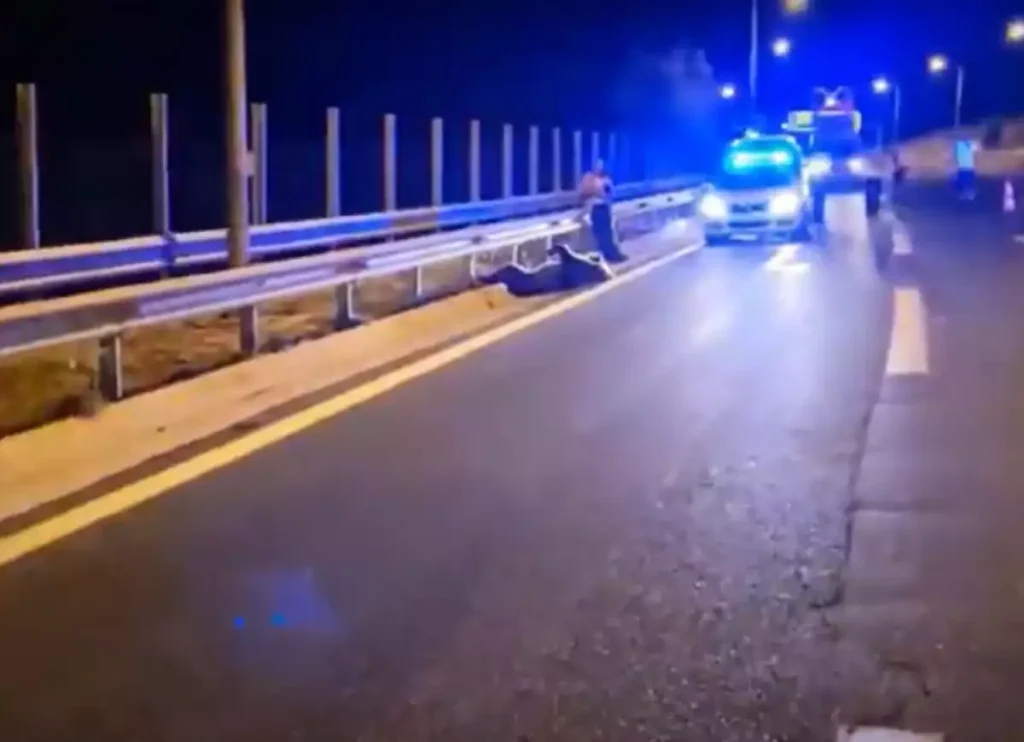 Κοζάνη: Πέθανε η αρκούδα που συγκρούστηκε με αυτοκίνητο στην Εγνατία