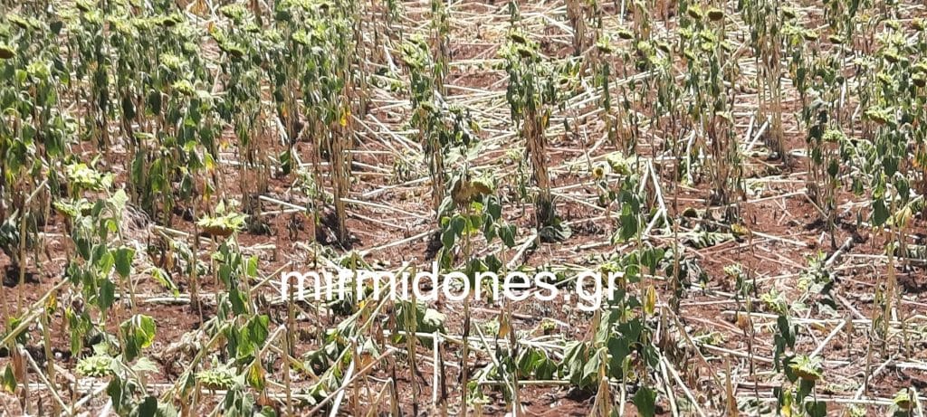 Αγριογούρουνα αφανίζουν τις καλλιέργειες στο Οροπέδιο του Δήμου Δομοκού