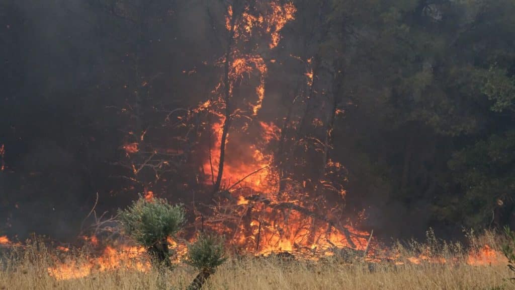 Φωτιά στο Πετρωτό Δομοκού Φωτιά στο Πετρωτό Δομοκού