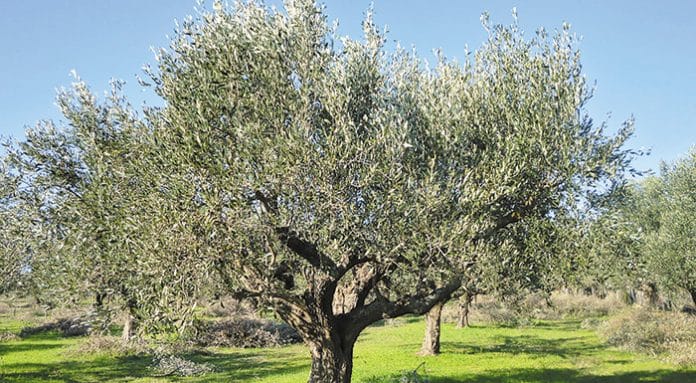Πήγε στο χωράφι του και δεν πίστευε στα μάτια του Πήγε στο χωράφι του και δεν πίστευε στα μάτια του