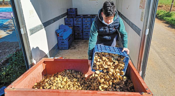 Το κόστος παραγωγής αλλάζει τον προγραμματισμό στις νέες φυτεύσεις Το κόστος παραγωγής αλλάζει τον προγραμματισμό στις νέες φυτεύσεις