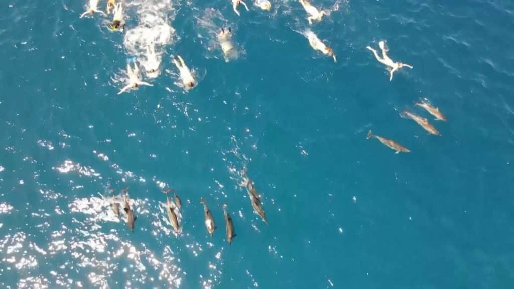 Χαβάη: 33 Κολυμβητές κατηγορούνται για παρενόχληση δελφινιών (video) Χαβάη: 33 Κολυμβητές κατηγορούνται για παρενόχληση δελφινιών (video)