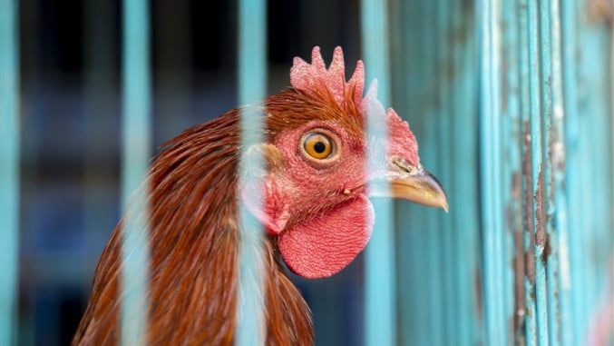Στην Εσθονία καταγράφηκε κρούσμα γρίπης των πτηνών σε φάρμα στα βόρεια της χώρας Στην Εσθονία καταγράφηκε κρούσμα γρίπης των πτηνών σε φάρμα στα βόρεια της χώρας