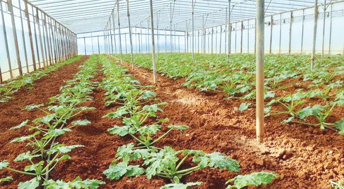 Άμεσα η έκδοση της ΚΥΑ για τις θέσεις εργατών γης δεσμεύτηκε ο υπουργός ΑΑΤ Άμεσα η έκδοση της ΚΥΑ για τις θέσεις εργατών γης δεσμεύτηκε ο υπουργός ΑΑΤ