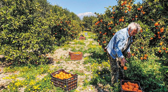 Με δύο ποικιλίες πορτοκαλιάς και µία λεµονοειδούς µπαίνει στην αναδιάρθρωση των εσπεριδοειδών Με δύο ποικιλίες πορτοκαλιάς και µία λεµονοειδούς µπαίνει στην αναδιάρθρωση των εσπεριδοειδών