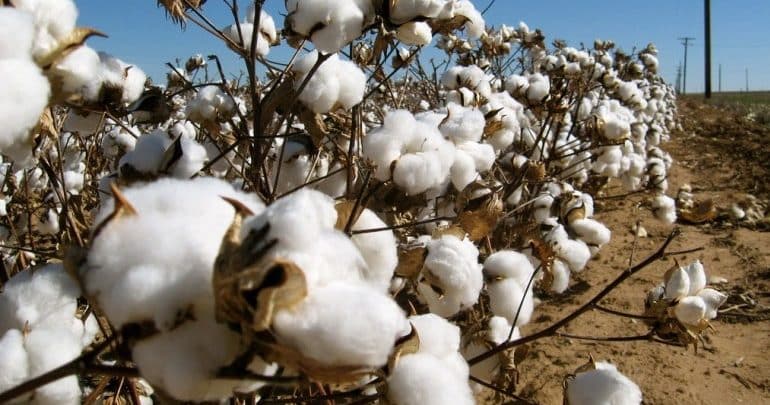 Στα 73,39 ευρώ η στρεματική ενίσχυση στο βαμβάκι Στα 73,39 ευρώ η στρεματική ενίσχυση στο βαμβάκι