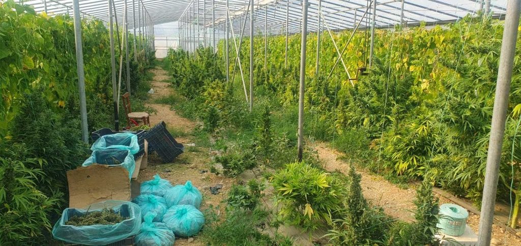 Ηράκλειο: Θα έβγαζαν πάνω από 1,3 εκατομμύρια ευρώ από τις φυτείες κάνναβης – Συνελήφθη και ο δεύτερος αδελφός Ηράκλειο: Θα έβγαζαν πάνω από 1,3 εκατομμύρια ευρώ από τις φυτείες κάνναβης – Συνελήφθη και ο δεύτερος αδελφός