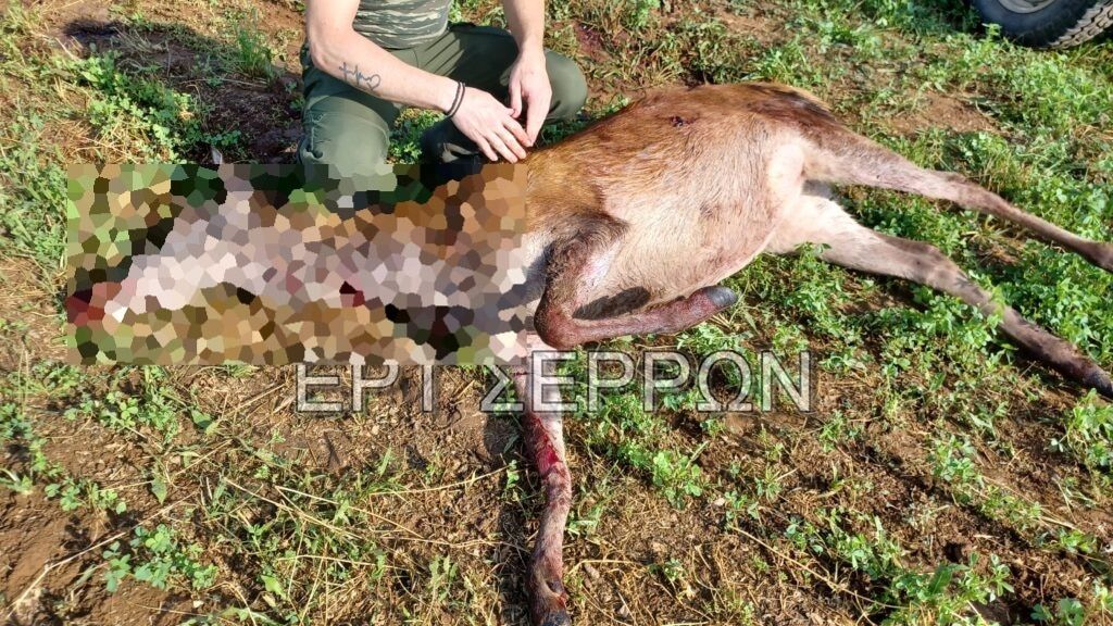 Σέρρες: Ασυνείδητοι σκότωσαν τρία ελάφια στην Κερκίνη (σκληρές εικόνες) Σέρρες: Ασυνείδητοι σκότωσαν τρία ελάφια στην Κερκίνη (σκληρές εικόνες)