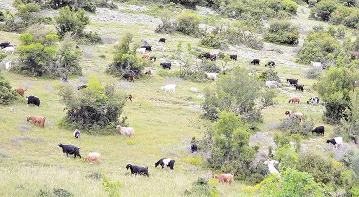 Τα έξοδα των κτηνοτρόφων ανεβαίνουν, οι τιμές στο γάλα κατεβαίνουν Τα έξοδα των κτηνοτρόφων ανεβαίνουν, οι τιμές στο γάλα κατεβαίνουν