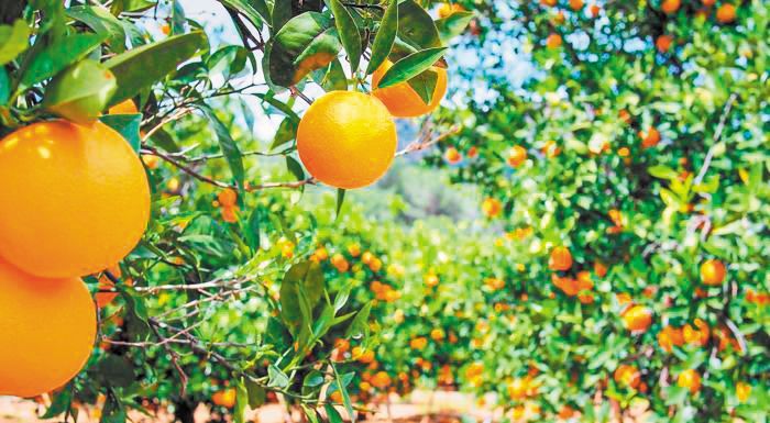Από τα δέντρα της Λακωνίας στις αγορές της Ισπανίας και της Ιταλίας τα Βαλέντσια Από τα δέντρα της Λακωνίας στις αγορές της Ισπανίας και της Ιταλίας τα Βαλέντσια