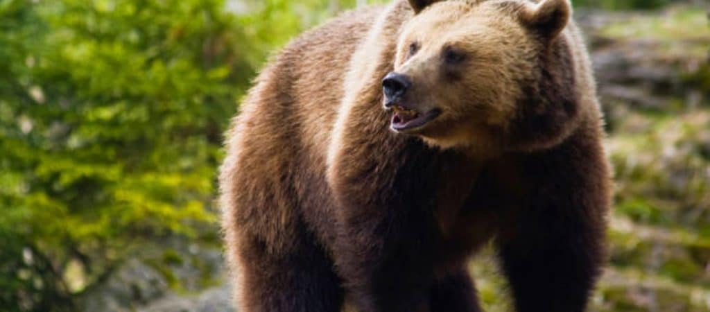 Φλώρινα: Πυροβόλησαν και σκότωσαν αρκουδάκι λίγων μηνών Φλώρινα: Πυροβόλησαν και σκότωσαν αρκουδάκι λίγων μηνών
