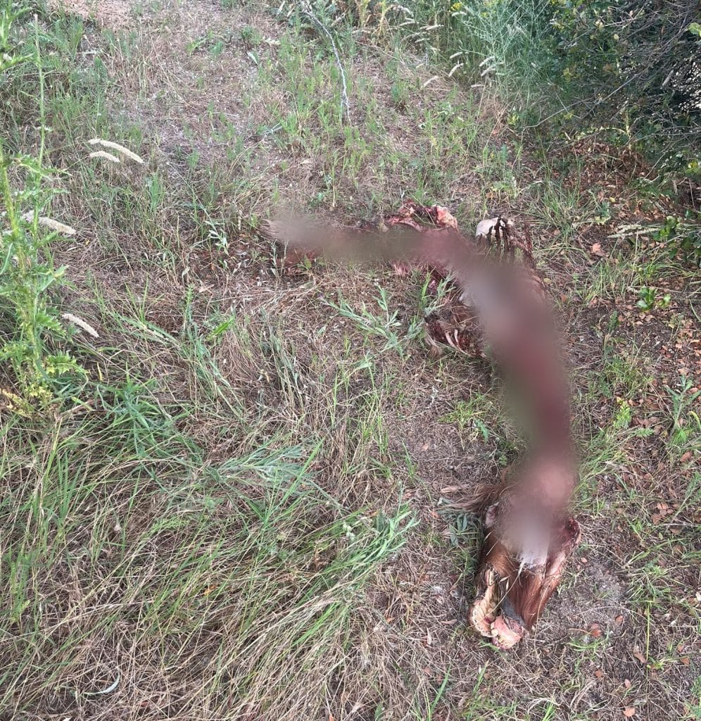 Σέρρες: Λύκος κατασπάραξε πόνυ σε εγκαταστάσεις Ιππικού συλλόγου