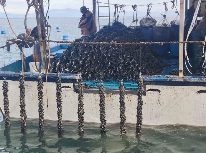 Ένας διατροφικός «θησαυρός» που ταξιδεύει στις αγορές του εξωτερικού Ένας διατροφικός «θησαυρός» που ταξιδεύει στις αγορές του εξωτερικού