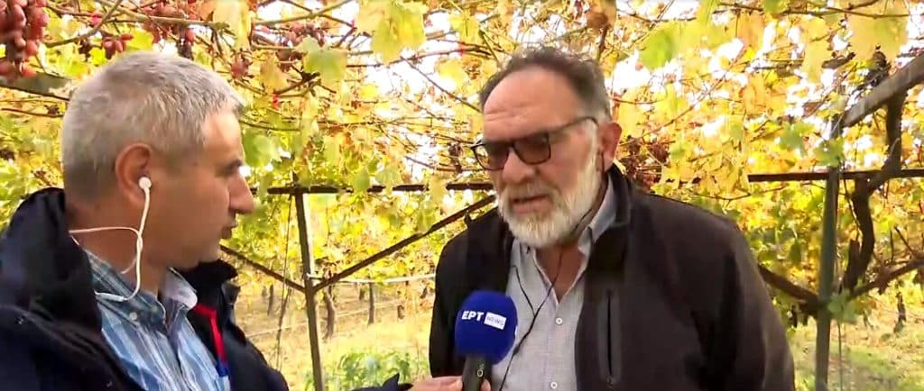 Πιερία: Τη στήριξη της πολιτείας ζητούν οι παραγωγοί σταφυλιών Crimson Πιερία: Τη στήριξη της πολιτείας ζητούν οι παραγωγοί σταφυλιών Crimson