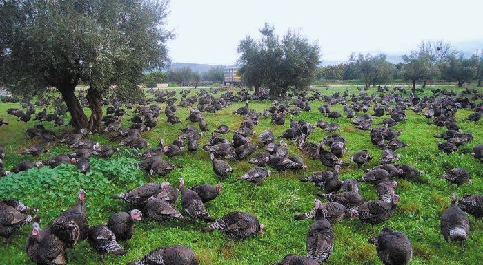 Αγγίζουν τα 7 ευρώ οι τιμές στη γαλοπούλα Αγγίζουν τα 7 ευρώ οι τιμές στη γαλοπούλα