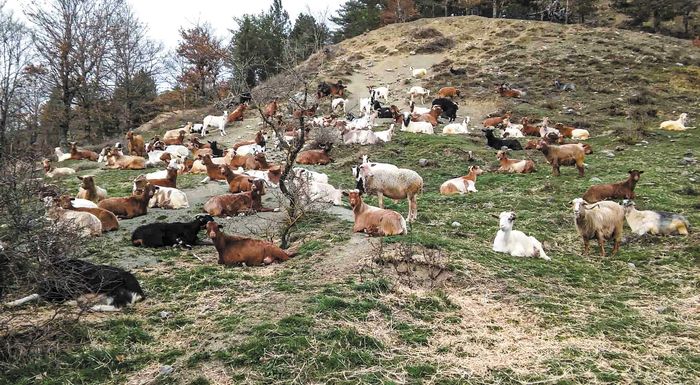 Στο ΥΠΑΑΤ, τελικά, η εκπόνηση των Διαχειριστικών Σχεδίων Βόσκησης, μετά από πολλές παρατάσεις στις περιφέρειες Στο ΥΠΑΑΤ, τελικά, η εκπόνηση των Διαχειριστικών Σχεδίων Βόσκησης, μετά από πολλές παρατάσεις στις περιφέρειες