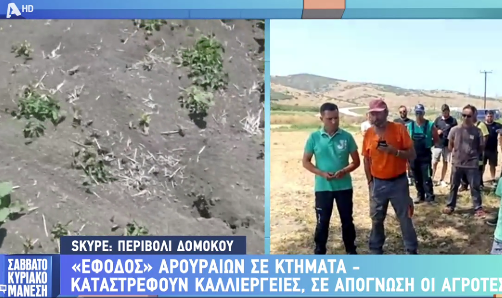 Δομοκός :Σε απόγνωση οι αγρότες της αποξηραμένης  Λίμνη Ξυνιάδος με την επιδρομή αρουραίων (video)