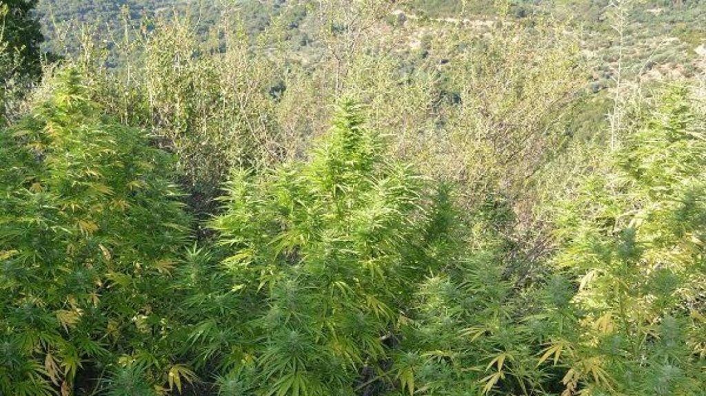 Χιλιάδες δενδρύλλια κάνναβης εντοπίστηκαν στη Γαύριανη Αλμυρού  – Επιχείρηση της Αστυνομίας