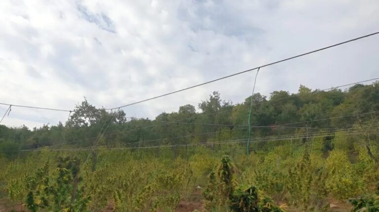 Τρεις ακόμη στο «μικροσκόπιο» για τη μεγάλη χασισοφυτεία στη Γαύριανη Τρεις ακόμη στο «μικροσκόπιο» για τη μεγάλη χασισοφυτεία στη Γαύριανη