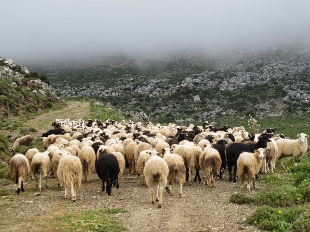 Στο σκαμνί 100 ύποπτοι για αγροτικές απάτες-μαμούθ -Έκαναν ψευδείς δηλώσεις, στα 2,9 εκατ. ευρώ η ζημιά