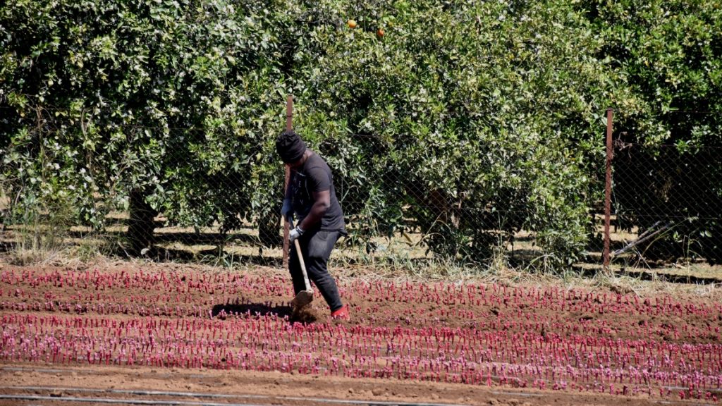 «Καμπάνα» σε φορέα πιστοποίησης βιολογικών προϊόντων: 6μηνη αναστολή για μη τήρηση των κανονισμών «Καμπάνα» σε φορέα πιστοποίησης βιολογικών προϊόντων: 6μηνη αναστολή για μη τήρηση των κανονισμών
