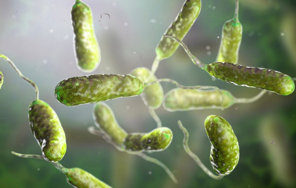 Vibrio vulnificus: Το σαρκοφάγο βακτήριο που κατακλύζει τις αμερικανικές ακτές – 1 στις 5 μολύνσεις οδηγεί σε θάνατο
