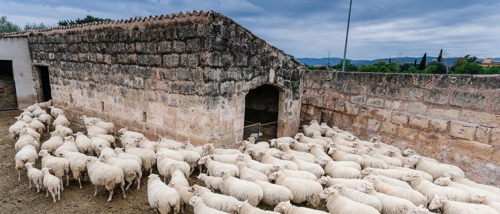 Λαμία: Σύλληψη 65χρονου βοσκού που αγνόησε τις απαγορεύσεις για την εξάπλωση της ευλογιάς Λαμία: Σύλληψη 65χρονου βοσκού που αγνόησε τις απαγορεύσεις για την εξάπλωση της ευλογιάς