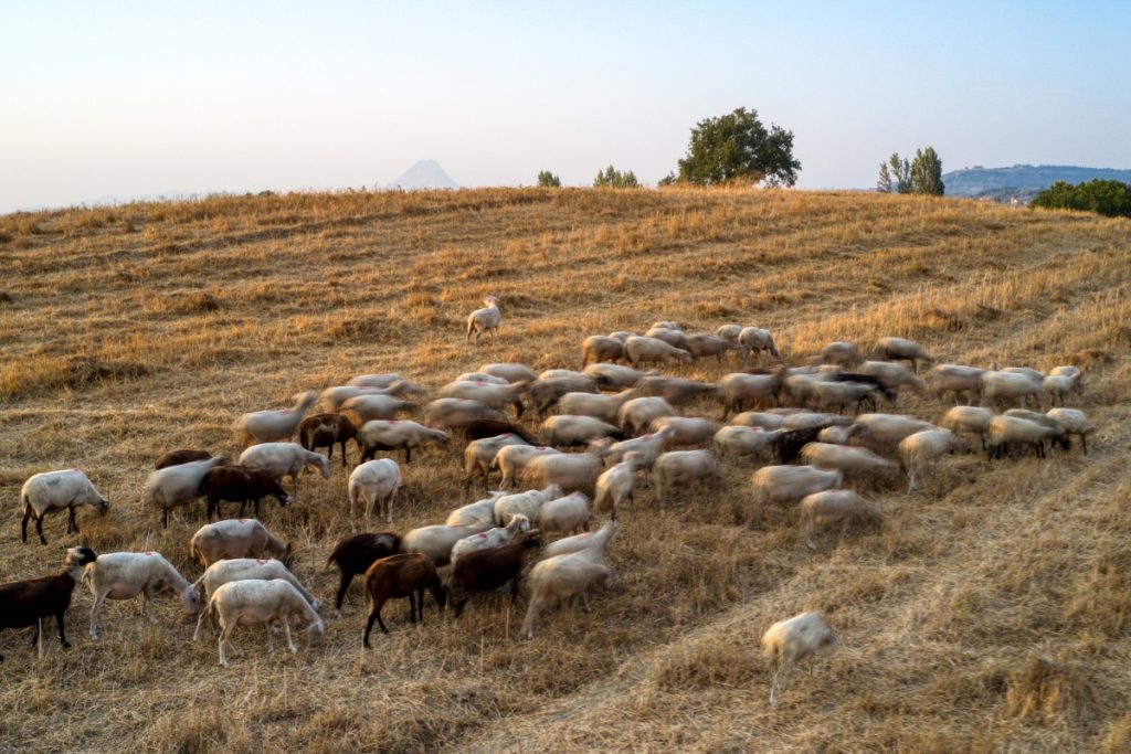 Πιστώθηκαν 26,9 εκατ. ευρώ σε κτηνοτρόφους για απώλεια εισοδήματος εξαιτίας της ευλογιάς και της πανώλης Πιστώθηκαν 26,9 εκατ. ευρώ σε κτηνοτρόφους για απώλεια εισοδήματος εξαιτίας της ευλογιάς και της πανώλης