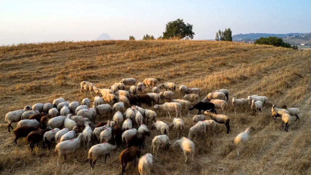 Δράμα: Συνελήφθησαν 4 Βούλγαροι που προσπάθησαν να βγάλουν παράνομα 5 πρόβατα από τη χώρα Δράμα: Συνελήφθησαν 4 Βούλγαροι που προσπάθησαν να βγάλουν παράνομα 5 πρόβατα από τη χώρα