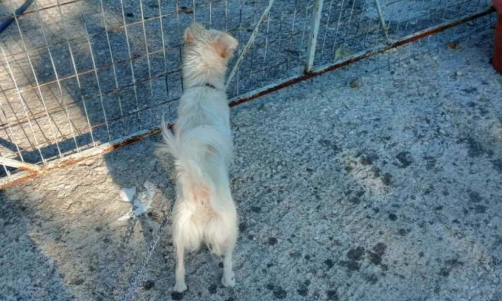 Χάθηκε θηλυκό σκυλάκι στον Δομοκό – Ακούει στο όνομα Έμμυ Χάθηκε θηλυκό σκυλάκι στον Δομοκό – Ακούει στο όνομα Έμμυ