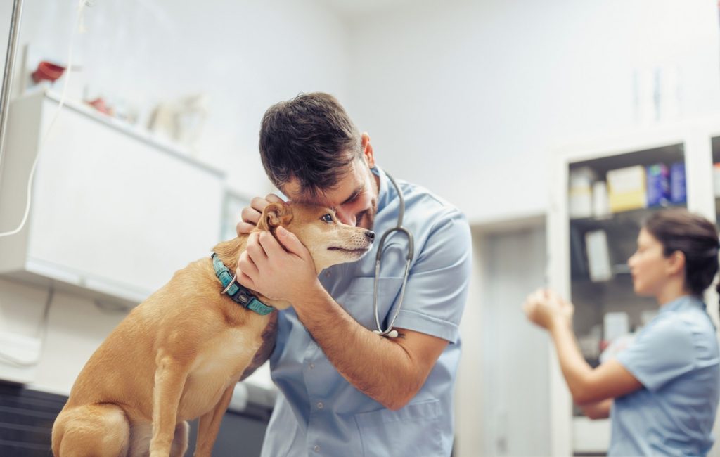VetMedSafety Day: Ενημέρωση για την ορθή χρήση κτηνιατρικών φαρμάκων
