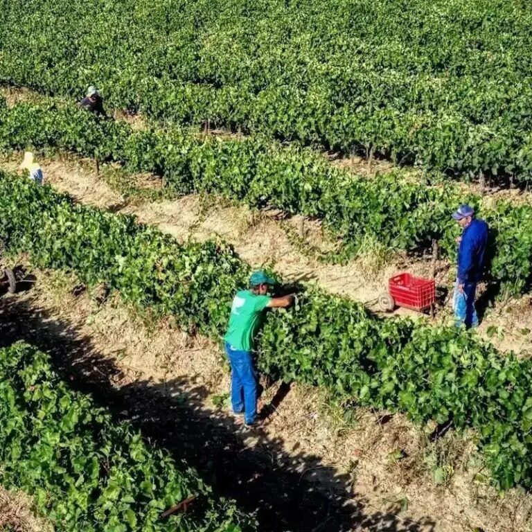 AAΔΕ: Ζητά επιστροφή αγροτικών ενισχύσεων 16,3 εκατ. ευρώ για το έτος 2023 AAΔΕ: Ζητά επιστροφή αγροτικών ενισχύσεων 16,3 εκατ. ευρώ για το έτος 2023