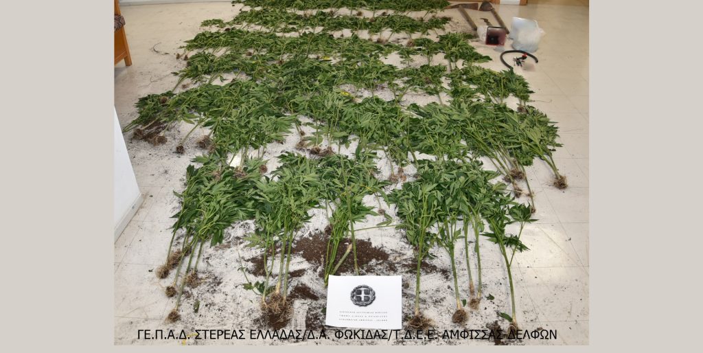 Φωκίδα : Εντοπίστηκε φυτεία με 174 δενδρύλλια κάνναβης, ύψους έως 1,5 μέτρων σε δασική περιοχή
