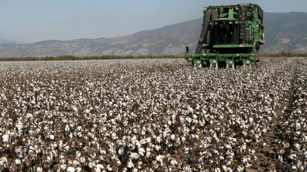 Παγκόσμια Ημέρα Βαμβακιού: Το 80% της ΕΕ παράγεται στην Ελλάδα, Ενίσχυση 31,7 ευρώ για μείωση του αποτυπώματος άνθρακα Παγκόσμια Ημέρα Βαμβακιού: Το 80% της ΕΕ παράγεται στην Ελλάδα, Ενίσχυση 31,7 ευρώ για μείωση του αποτυπώματος άνθρακα